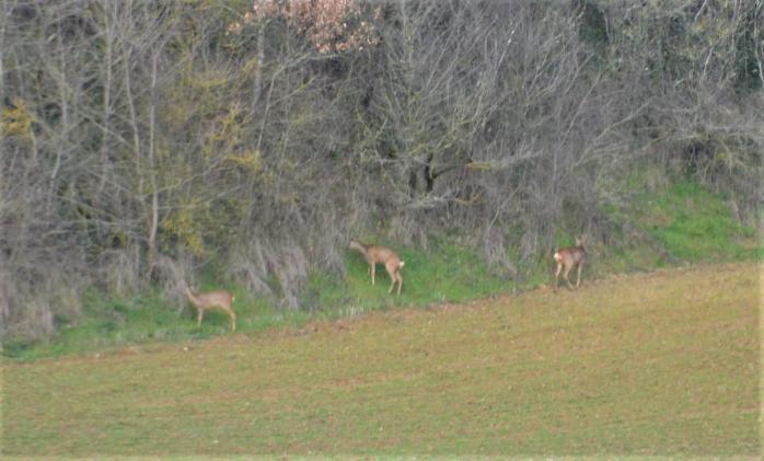 Chevreuils dsc 0001